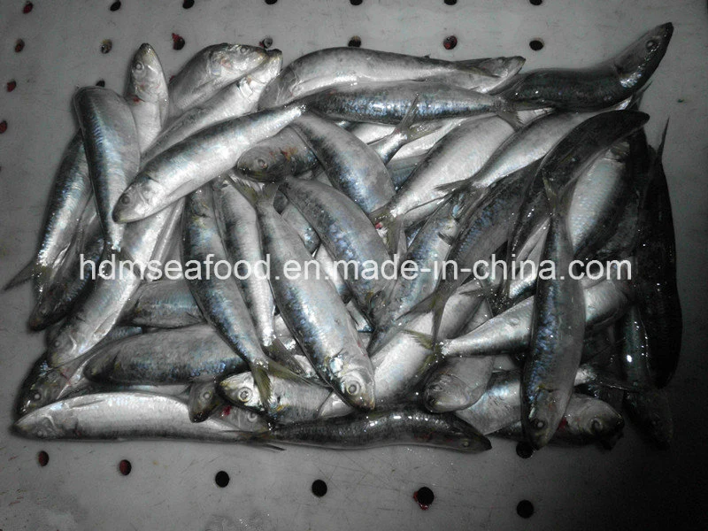 Whole Fround Frozen Sardine Fish (Sardinella aurita)