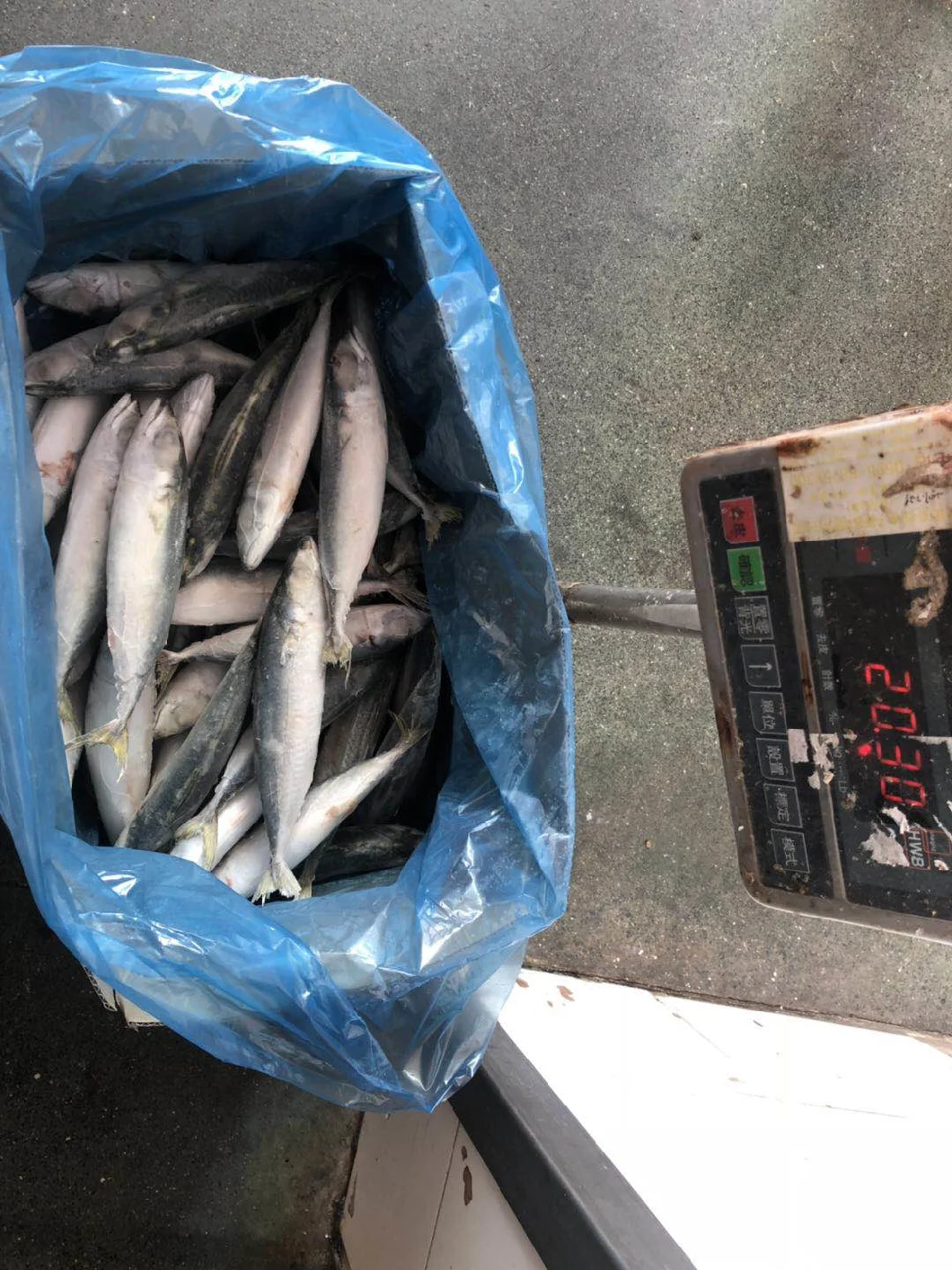 Factory Supply IQF Frozen Pacific Mackerel Whole Round Scomber Japonicus