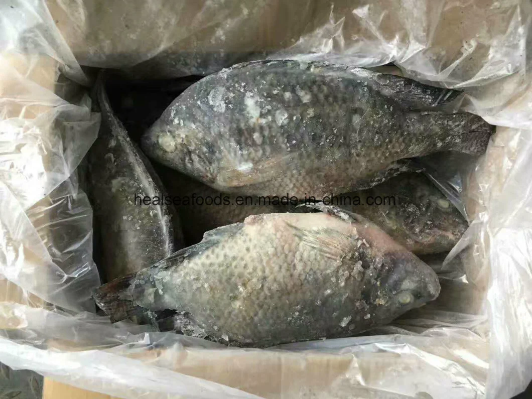 Frozen Whole Round Black Tilapia Fish