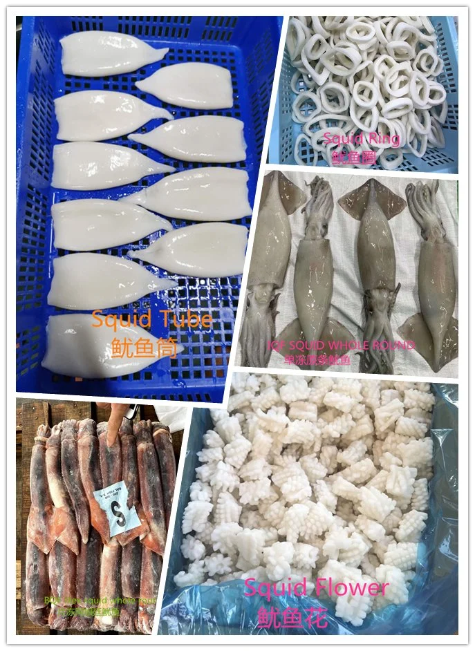 A Grade Quality Giant Squid Flower Squid Flower Factory Frozen Squid