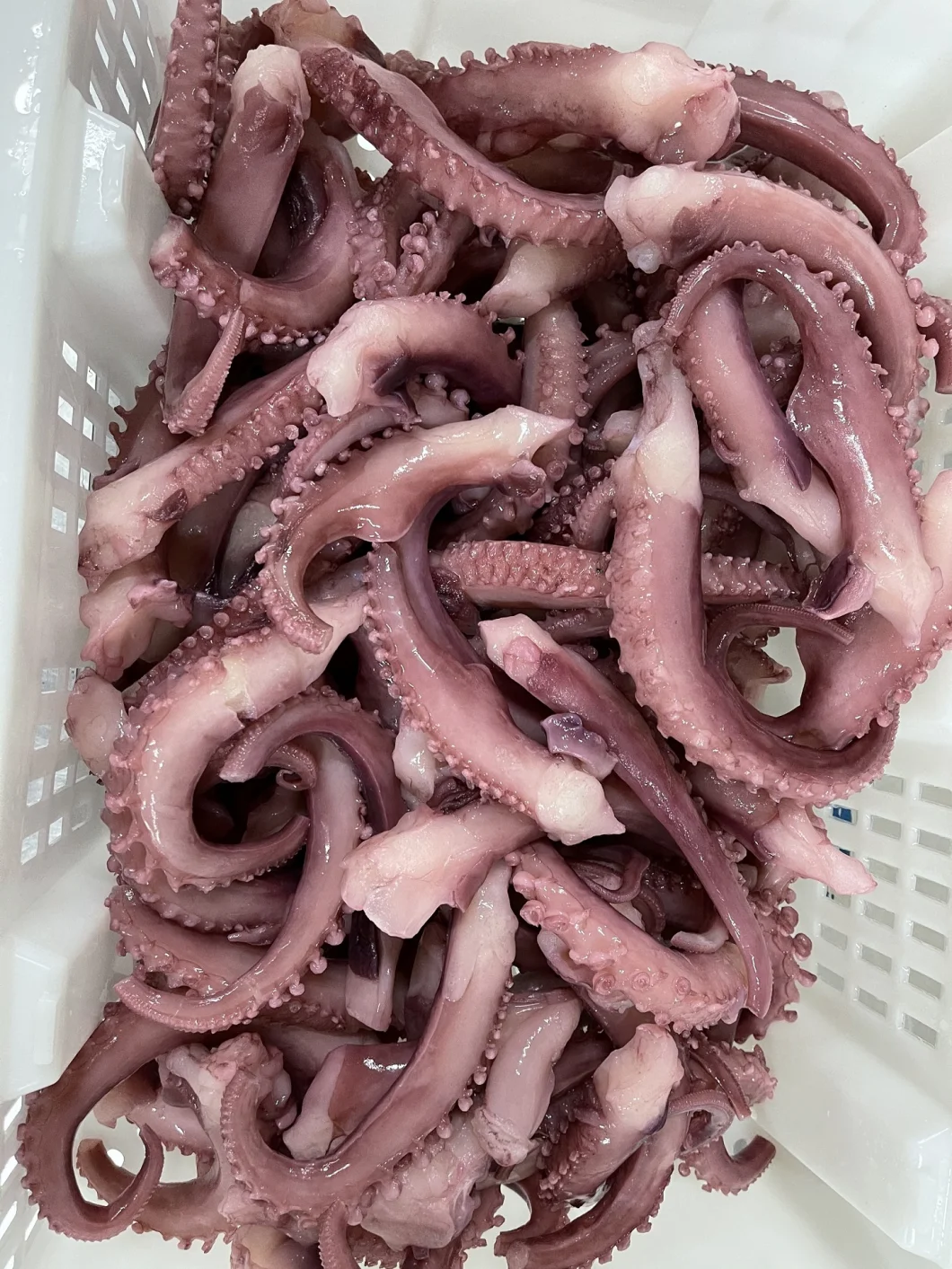 Frozen Squid Tentacle Strip Cut/ Frozen Giant Squid Tentacle/Calamari/Calamar/Pota/Sotong/Calmar