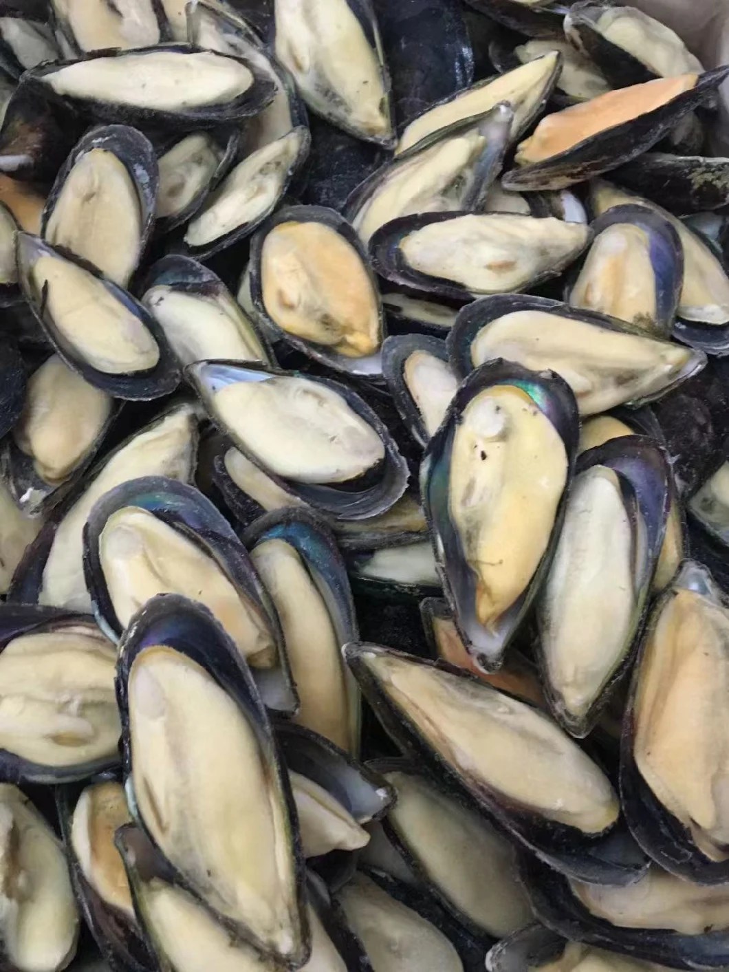 Frozen Top Quality Seafood Half-Shell Mussels with Good Price