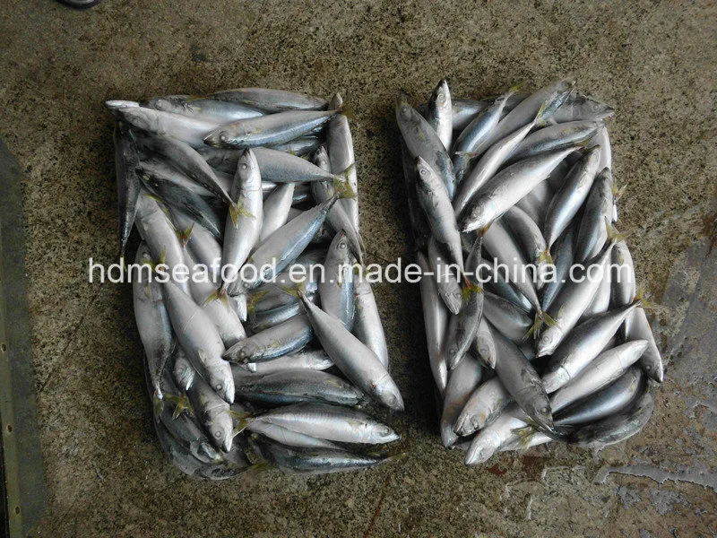 Supply Seafood Frozen Mackerel Fish (Scomber japonicus)