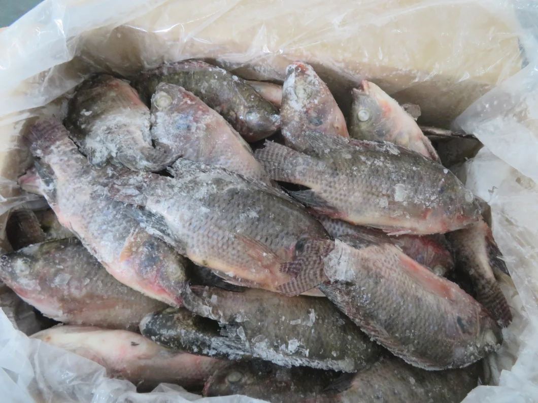 Whole Round Frozen Tilapia Fish supplier