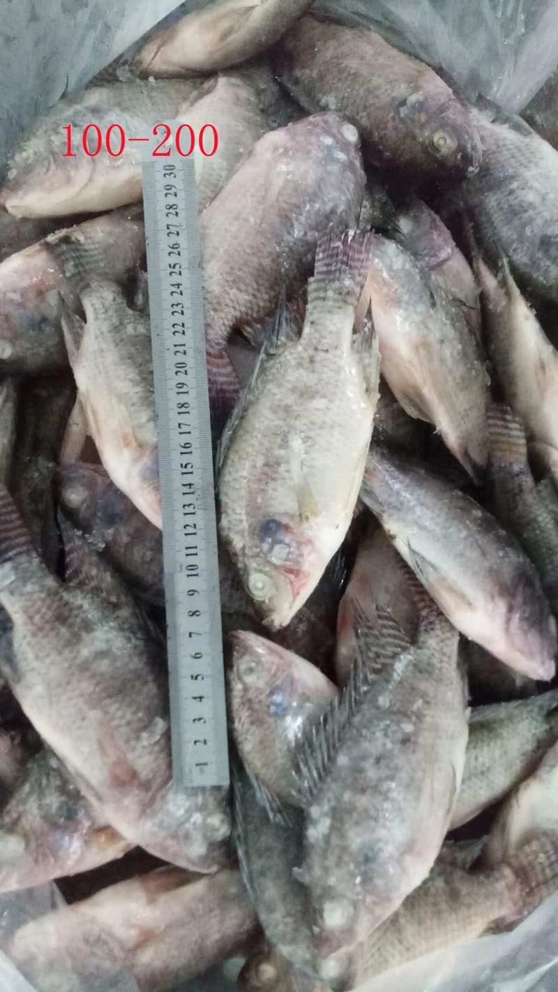 Wholesale Fish 100-200g Frozen Black Tilapia