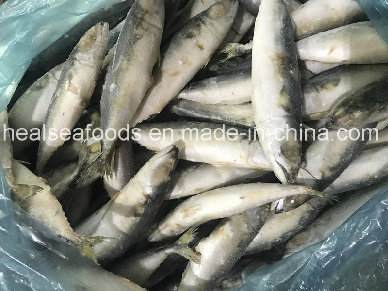 Supply IQF Frozen Pacific Mackerel for Malaysia Market