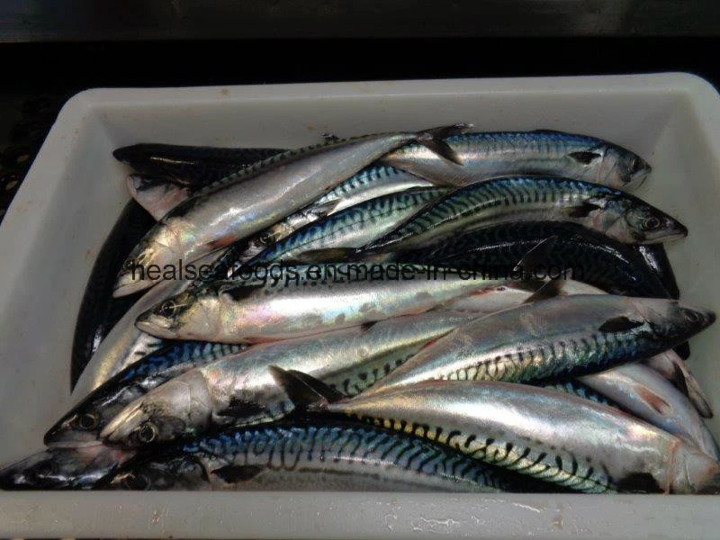 200-300g Scomber Japonicus Frozen Mackerel