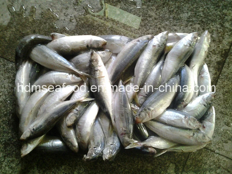 Whole Round Frozen Horse Mackerel Fish