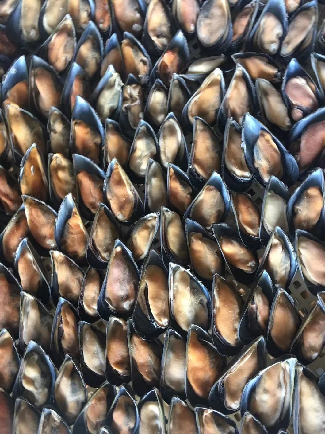 Frozen Aquatic Food High Quality Half-Shell Mussel for Export