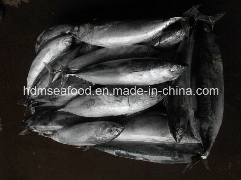 Whole Round Frozen Bonito Fish (Euthynnus affinis)