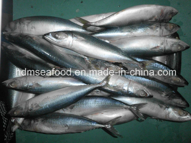 Supply Seafood Frozen Mackerel Fish (Scomber japonicus)