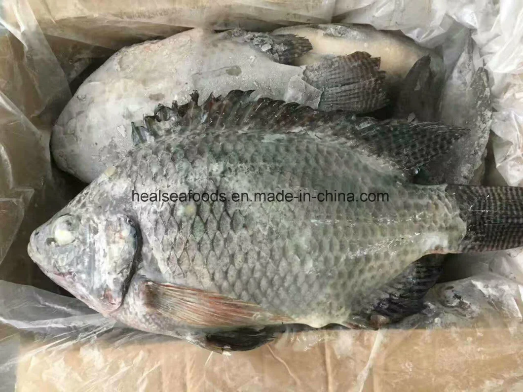 Frozen Whole Round Black Tilapia Fish