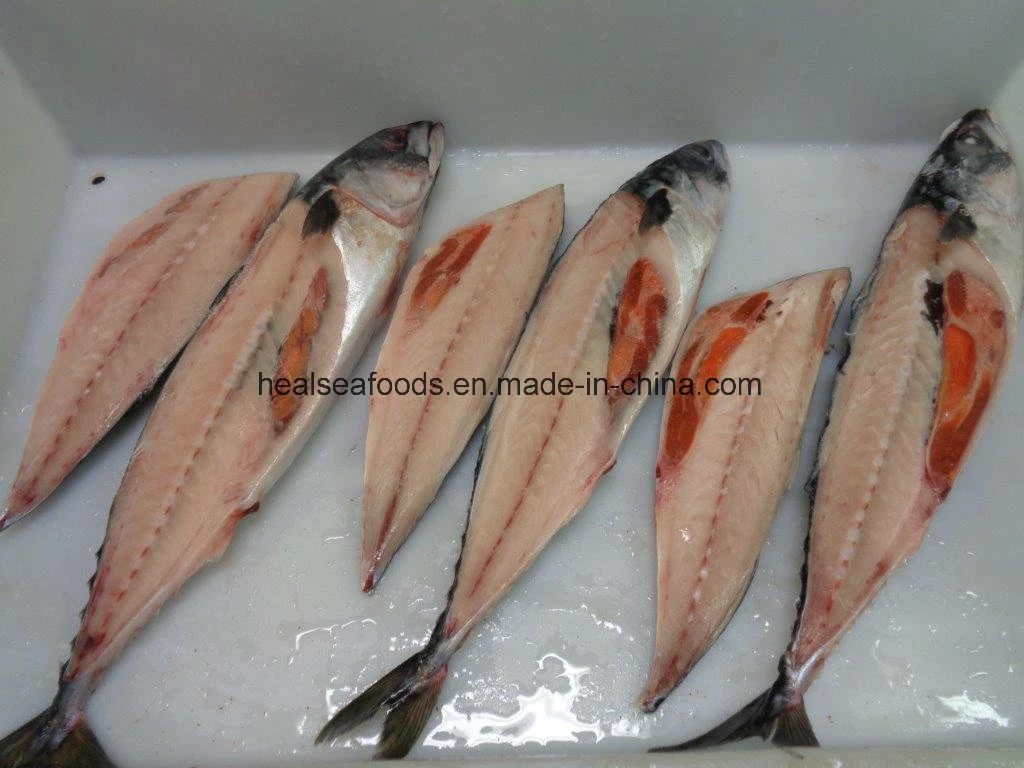 200-300g Scomber Japonicus Frozen Mackerel