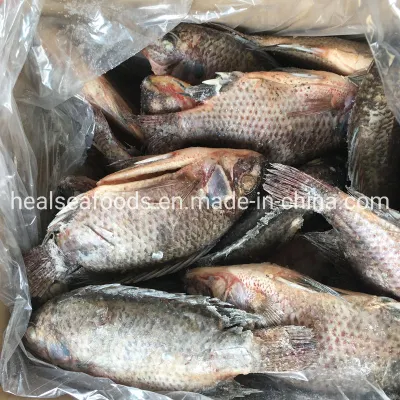 Taille à l'échelle éviscérée 300-500g Tilapia congelé noir IQF en Chine