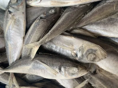 Filets congelés de maquereau de l'Atlantique Exportateurs de maquereau de poisson congelé Chinchard du Pacifique sur le marché chinois