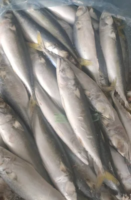 Poisson de sardine de fruits de mer surgelés Fresh Land pour sardines en conserve