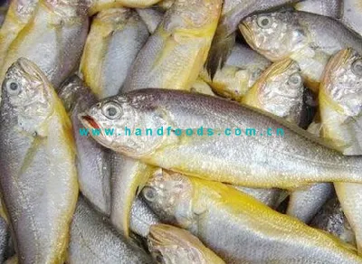 Meilleur vendeur de Sea Farmed Yellow Croaker Healthy Seafood