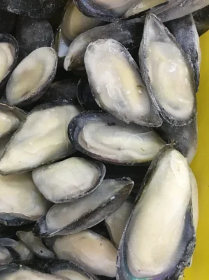 Moule demi-coquille de haute qualité pour le marché des aliments marins congelés