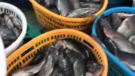 Prix ​​des fournisseurs de fruits de mer en gros par kg de poisson tilapia noir rond entier congelé