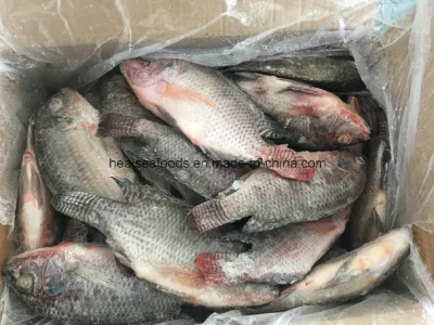 Fournisseur de poisson tilapia congelé entier