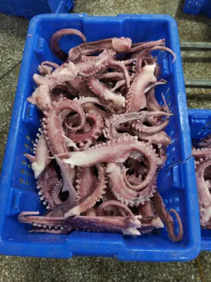 Coupe de bande de tentacule de calmar congelé/ tentacule de calmar géant congelé/Calamari/Calamar/Pota/Sotong/Calmar