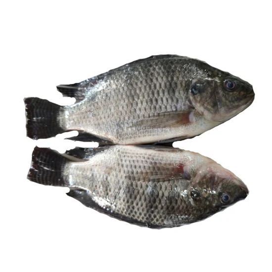 Exportateurs IQF Farming Black Whole Round Seafood Frozen Tilapia 500-800g