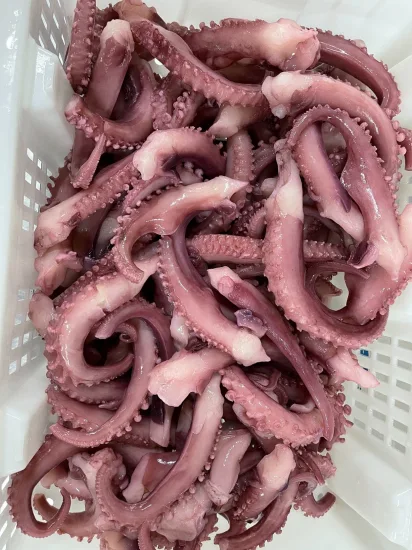 Coupe de bande de tentacule de calmar congelé/tentacule de calmar géant/tentacule de calmar Gigas/Calamari/Calamar/Pota/Calmar