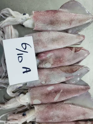 Loligo Squid Vente en gros de calmars congelés Loligo japonais