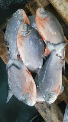 Surgelé Red Pacu Pomfret Rouge Poisson Surgelé Red Pomfret Prix