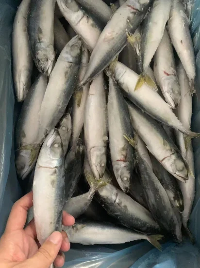 Le maquereau du Pacifique surgelé rond entier de fruits de mer de vente chaude