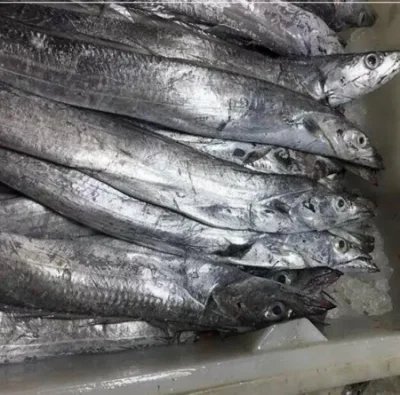 Portion de poisson en ruban de Chine surgelée