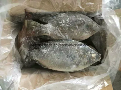 Tilapia noir congelé à vendre (500-800g)