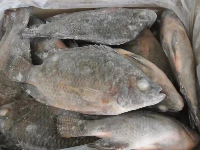 Poisson congelé Tilapia noir rond entier GS Oreochromis Niloticus