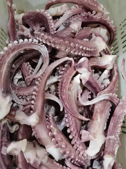 Coupe de bande de tentacule de calmar congelé/tentacule de calmar géant/tentacule de calmar Gigas/fruits de mer congelés