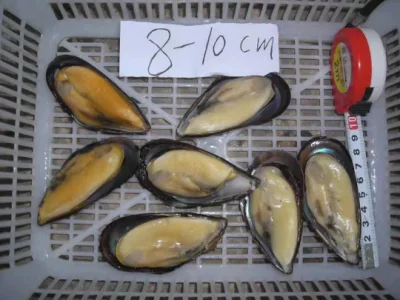 Fruits de mer surgelés nutritifs de gros moules demi-coquille personnalisées avec un bon prix