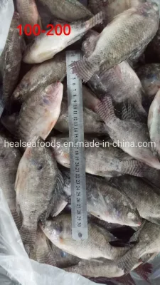 Vente en gros de poisson 100-200g de tilapia noir congelé