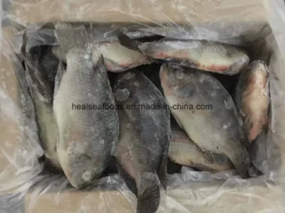 Prix ​​d'usine chinois du tilapia noir congelé