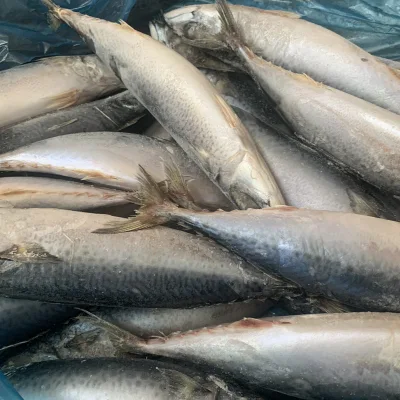 Filets congelés de maquereau de l'Atlantique Exportateurs de maquereau de poisson congelé Chinchard du Pacifique sur le marché chinois