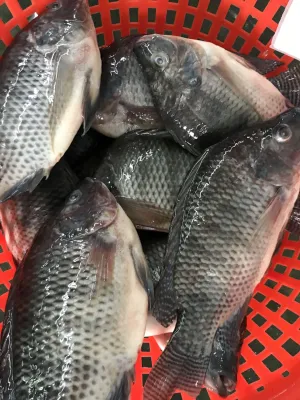 Chine Élevage de poisson Tilapia noir congelé